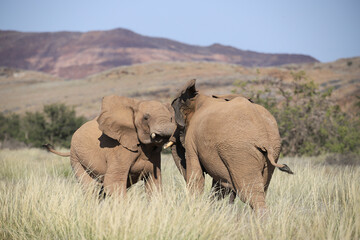 two interacting desert adapted elephants in Damaraland, Namibia