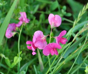 Lathyrus tuberosus grows in the field among the grasses in summer