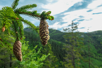 Close up on pine tree and conifer cones with panoramic view of Grazer Bergland, Prealps East of the Mur, Styria, Austria. Calm serene atmosphere Austrian Alps. Hiking trail through lush green forest