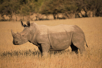 Fototapeta premium white rhino in the grasslands of Etosha NP