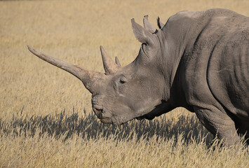 portrait picture of a white rhino with a very long horn © Marcel