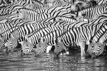 Fototapeta na wymiar black and white picture of a zebra herd drinking at a waterhole in Etosha NP