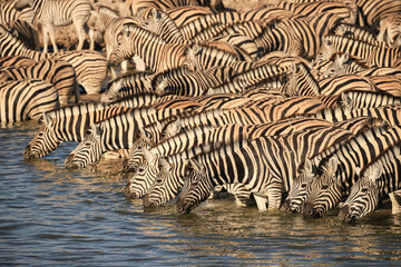 a herd of zebras drink at a waterhole in Etosha NP