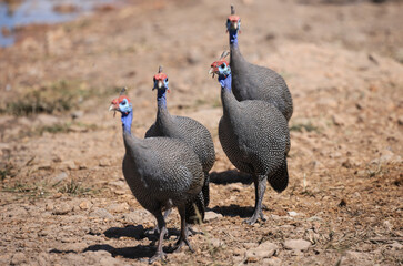 a flock of guinea fowls in Etosha NP