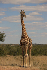 one giraffe drinks of a waterhole in Etosha Nationalpark