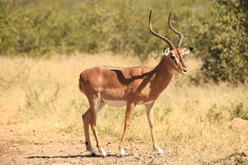 Naklejka na ściany i meble one male impala antelope drinks at a waterhole in Etosha NP