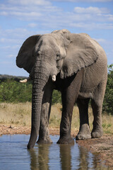 an african elephant drinks at a waterhole in Etosha NP
