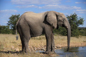 an african elephant drinks at a waterhole in Etosha NP