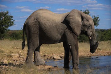 Fototapeta premium an african elephant drinks at a waterhole in Etosha NP