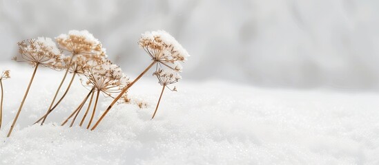 A cluster of Queen Ann Lace stalks, now dried and brittle, stands upright in a blanket of fresh snow. Each plant is coated in a layer of white, contrasting with the brown stems underneath.