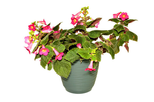 Achimenes grandiflora ( Schiede ) DC. ) - flower in a pot with beautiful pink red flowers and green leaves on isolated transparent background