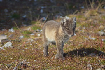Svalbard, Summer in the high Arctic. Arctic fox pup enjoying a warm summers day in the artic
