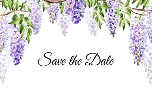 Wisteria flower, save the date invitation or greeting card.  Hand drawn watercolor,  illustration isolated on white  background