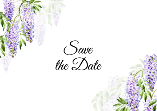 Wisteria flower, save the date card.  Hand drawn watercolor,  illustration isolated on white background