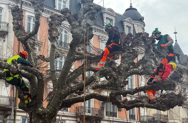 élagueurs