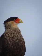 Traro en Chiloe, Chile.