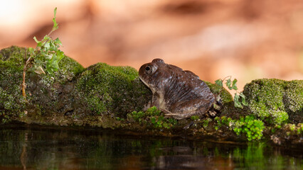 A Red Spotted Toad sits on the moss at the edge of the water at a natural spring in the desert of Southern Utah, USA with the red color of the native sandstone in the background.
