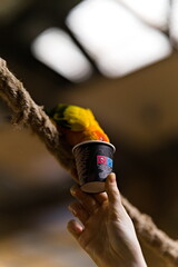 Papuga nimfa siedząca na grzędzie w papugarni wkładająca głowę do kubeczka z karmą - obrazy, fototapety, plakaty