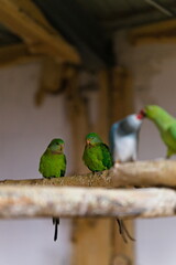 Zielona i szara papuga złączone dziobami na grzędzie w papugarni, w tle inne zielone papugi