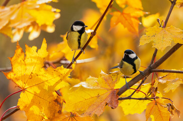 two tit birds sitting on maple branches with Golden leaves on a sunny autumn day
