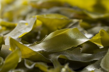 Texture of edible seaweed