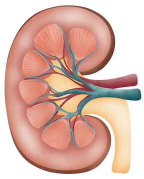 human anatomy and vascular and kidney element.