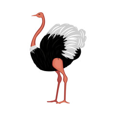 Ostrich running. Vector illustration isolated on the white background - 743054443
