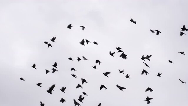 Flock of Birds Circling in the Sky.  A flock of birds against the sky. Slow Motion at a rate of 240 fps