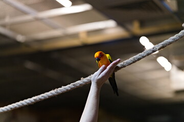 Papuga nimfa siedząca na linie w papugarni patrząca w dół na wyciągniętą rękę człowieka...