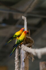 Dwie papugi nimfy siedzące na linie w papugarni
