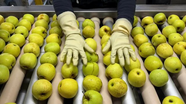Woman in rubber gloves picking spoiled and rotten golden delicious apples on the production line in a fruit wholesaler. Choosing rotten apples and the second category intended for juices.