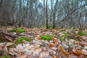 Paysage de sous-bois dans une forêt en hiver avec des feuilles mortes et de la mousse vert sur les...