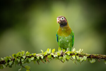 Medium-sized, rather chunky parrot of humid tropical lowlands. Found in rainforest and edge, where easily overlooked in the canopy, feeding quietly on fruits. Most often seen in fast direct flight.