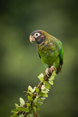 Medium-sized, rather chunky parrot of humid tropical lowlands. Found in rainforest and edge, where easily overlooked in the canopy, feeding quietly on fruits. Most often seen in fast direct flight.