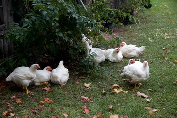 chickens on farm