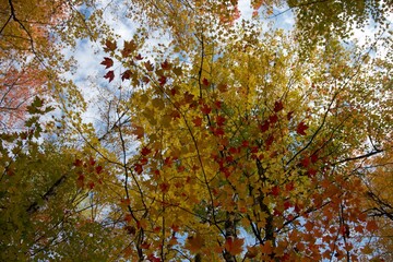 autumn leaves in the sun
