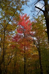 Maple trees in Autumn