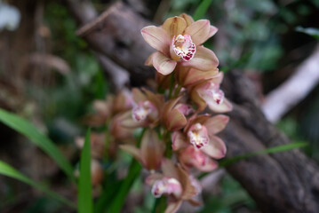 Bunch of orange pink Cymbidium or Boat Orchid. Warm pink orchid flowers on green - 743063482
