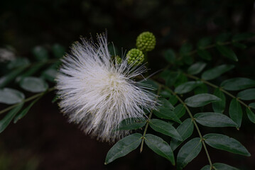 Fluffy white flower on dark green leaves background. Powderpuff-tree blossom