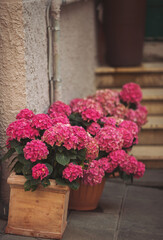 Fototapeta na wymiar Beautiful flowers of pink hydrangea in a flowerpot on the steps of the facade of a restaurant, flower shop. Gardening. Soft selective focus.
