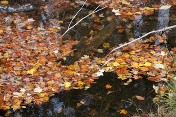 autumn leaves in the water
