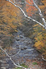 stream in autumn forest