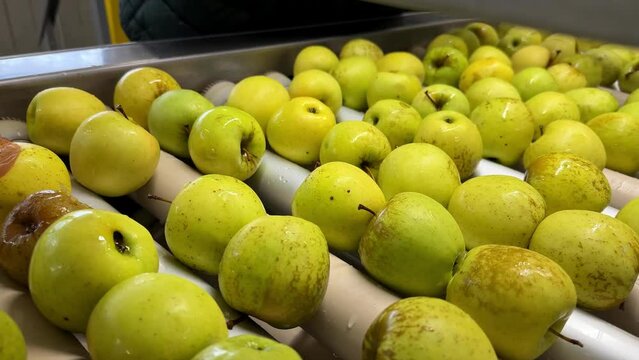 Woman in rubber gloves picking spoiled and rotten golden delicious apples on the production line in a fruit wholesaler. Choosing rotten apples and the second category intended for juices.