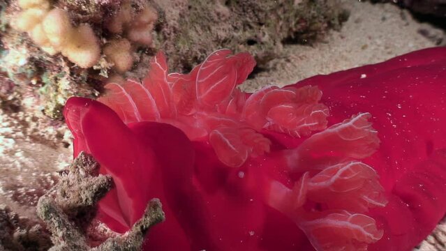 Close-up of dorid nudibranch spanish dancer Hexabranchus sanguineus. Underwater world boasts impressive bright red Spanish dancer Hexabranchus sanguineus. Red Sea.