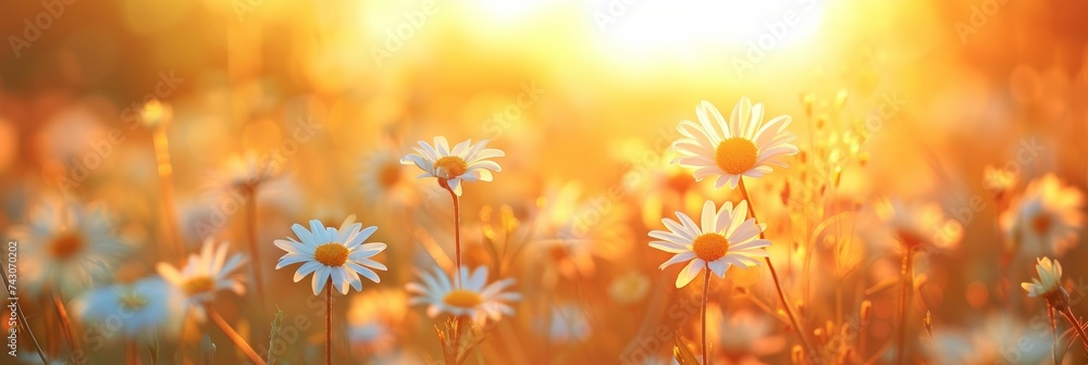 Poster chamomiles or daisies bloom in a field. backdrop with selective focus and copy space