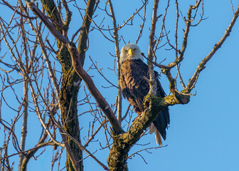 Female Bald Eagle sitting in a leafless tree with a clear blue sky in the background