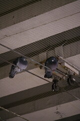 Para gołębi miejskich śpiąca na trakcji tramwajowej pod sufitem przystanku pokrytym siatką