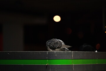 Gołąb miejski śpiący na wierzchu przystanku tramwajowego, w tle światła miasta