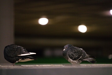 Para gołębi miejskich śpiąca na przystanku tramwajowym
