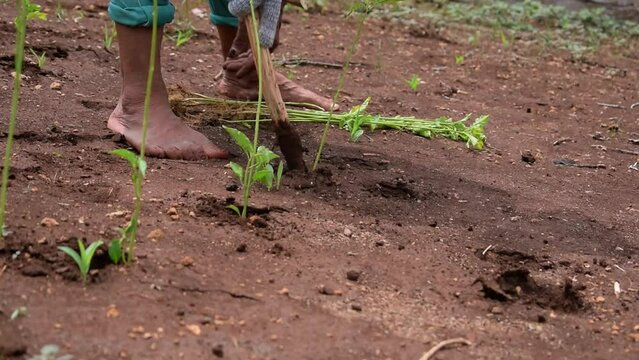 Close up hand of Senior Male farmer planting chili plant digging on soil with wood stick